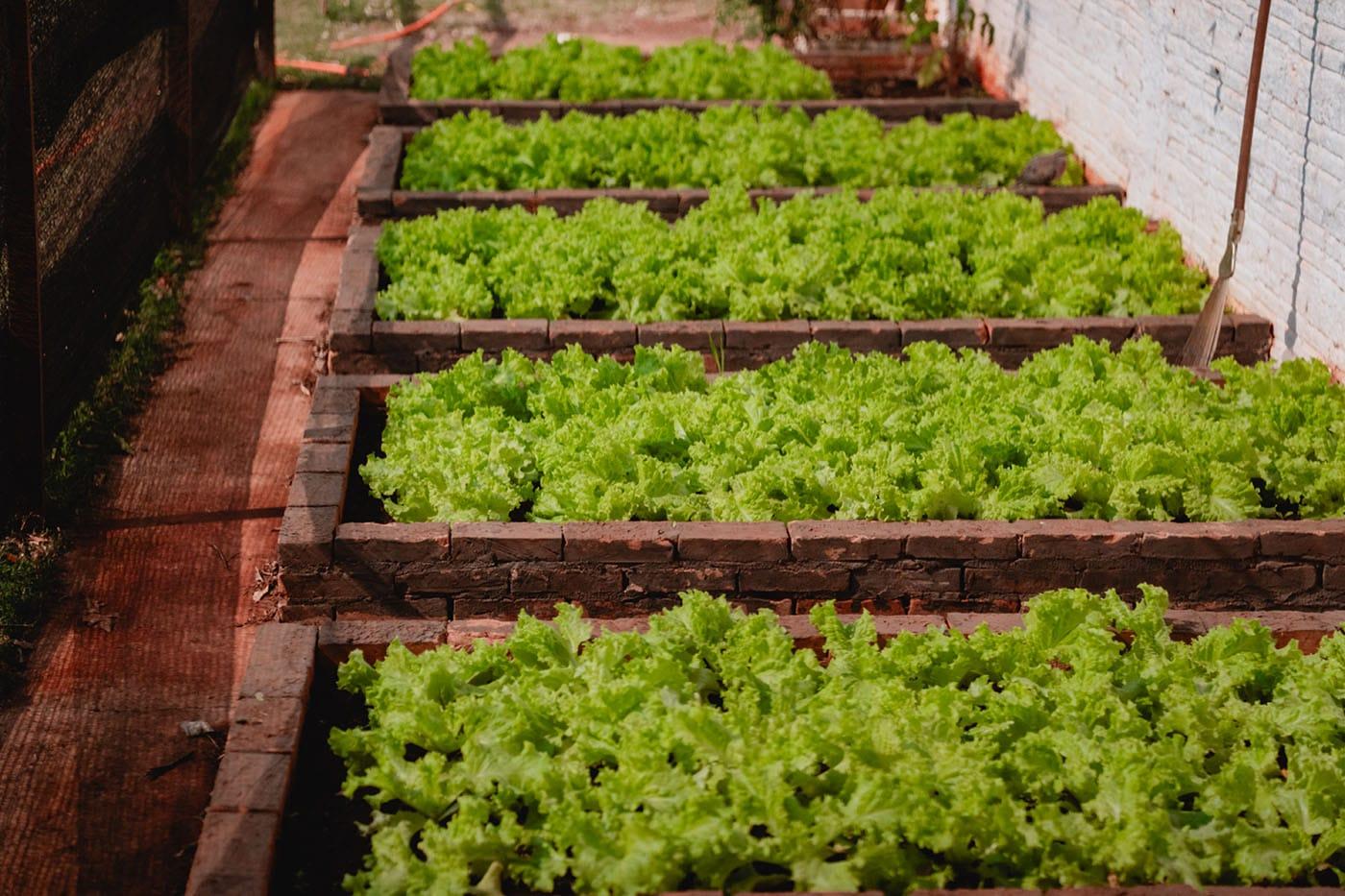 Horta